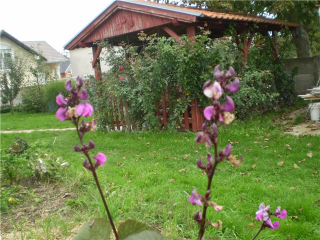 grahorica
